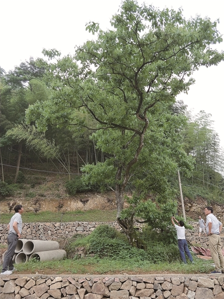 萧王庙街道云溪村的后山叫牛山,在牛尾巴的