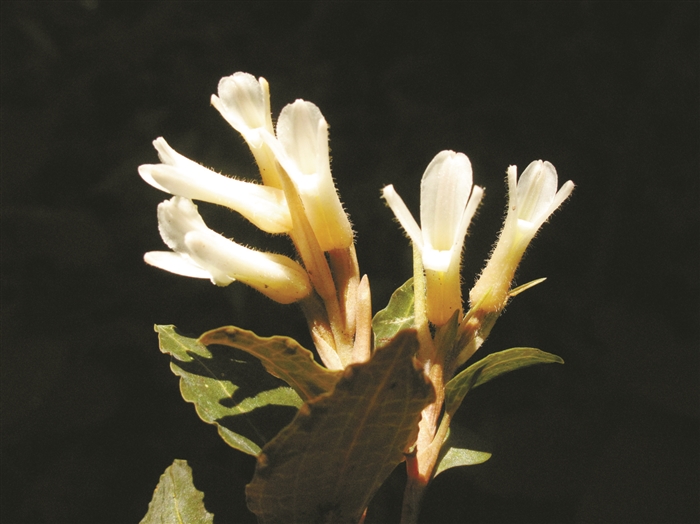 四明山上首次发现珍稀兰科植物大花斑叶兰