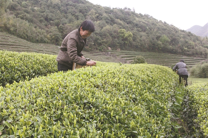 多措并举助推茶产业逆市增长