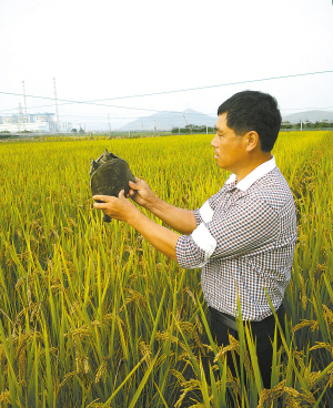 张志恩的稻鳖共生展示区