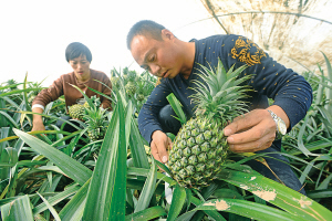 地产凤梨开摘