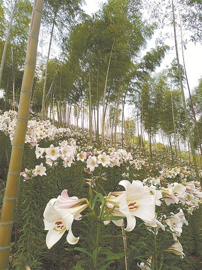 四明山心百亩百合花盛开 填补了章水夏季赏花