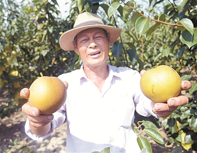 周巷镇新缪路村果农向记者展示刚刚采摘的黄花梨(陈章升 摄)