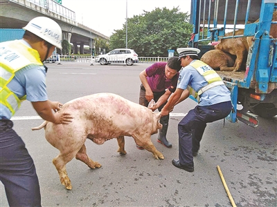 图为慈溪交警和司机正在赶猪回货车.     (陶勇 陈章升 摄)