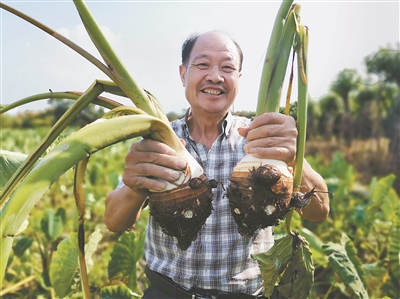 又到了一年奉化芋艿头的收获季 地方名产期待续写辉煌