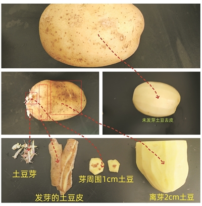 发芽的土豆能吃吗？加醋能降解其中毒素吗？