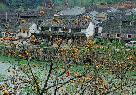 鄞州李家坑村 记者 龚国荣 摄