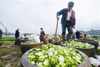 村里,随地可见大大小小用来腌制榨菜的瓦缸,房前屋后堆积着刚收割来的