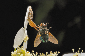 蝶角蛉的幼虫在捕食苍蝇. 胡国宏/摄